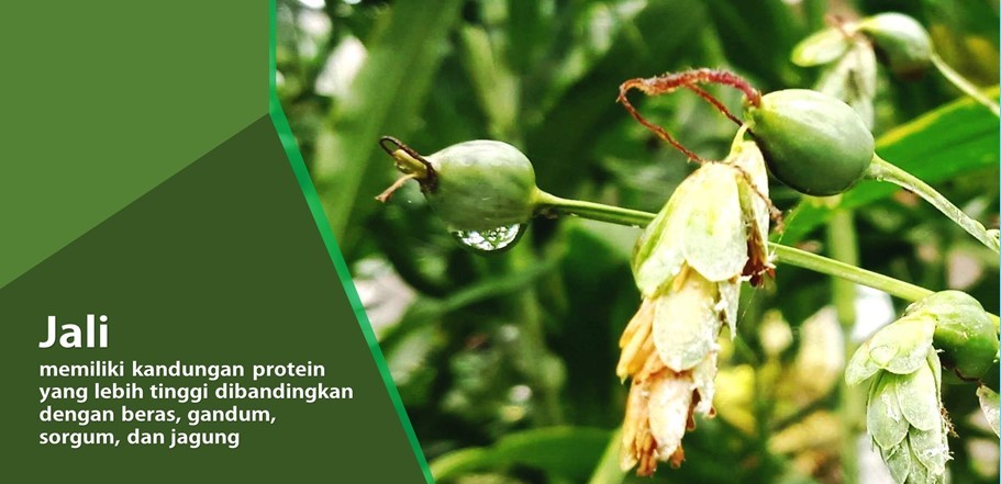 Segudang Manfaat Tanaman Jali Segudang Manfaat Tanaman Jali